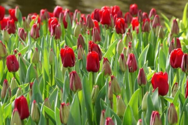 Ile de France tulipán (5db)- valódi évelő - Image 2
