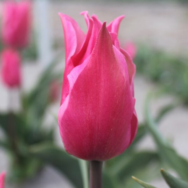 Pretty Love tulipán (5db)