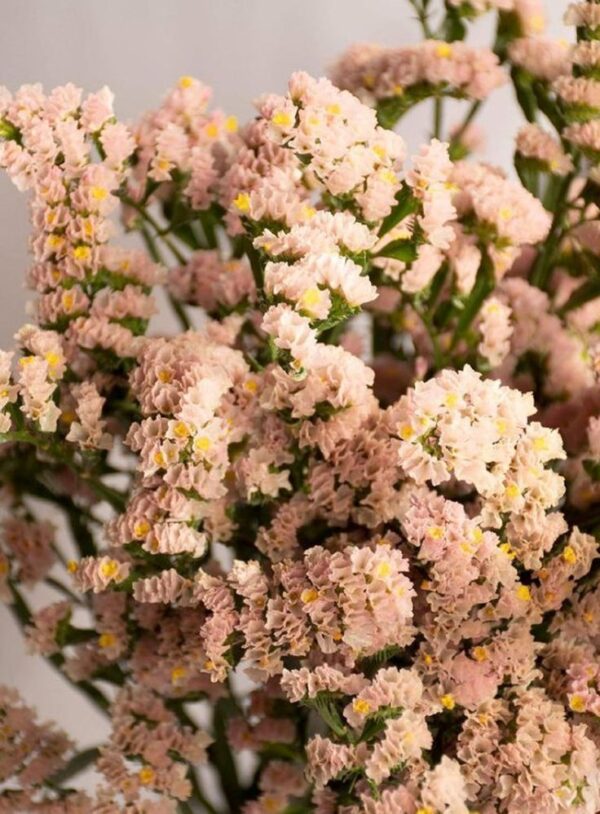 Sóvirág- Limonium sinuatum- 'QIS Apricot' - Image 2