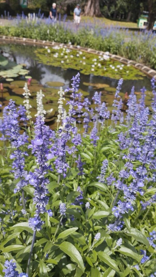 Lisztes zsálya- Salvia farinacea- 'Fairy Queen' - Image 2