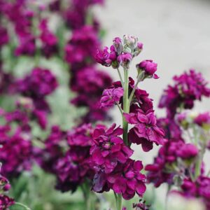 Nyári viola- Matthiola incana- 'Anytime deep purple'