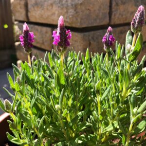 Spanyol levendula - Lavandula stoechas- 'Bandera deep rose'