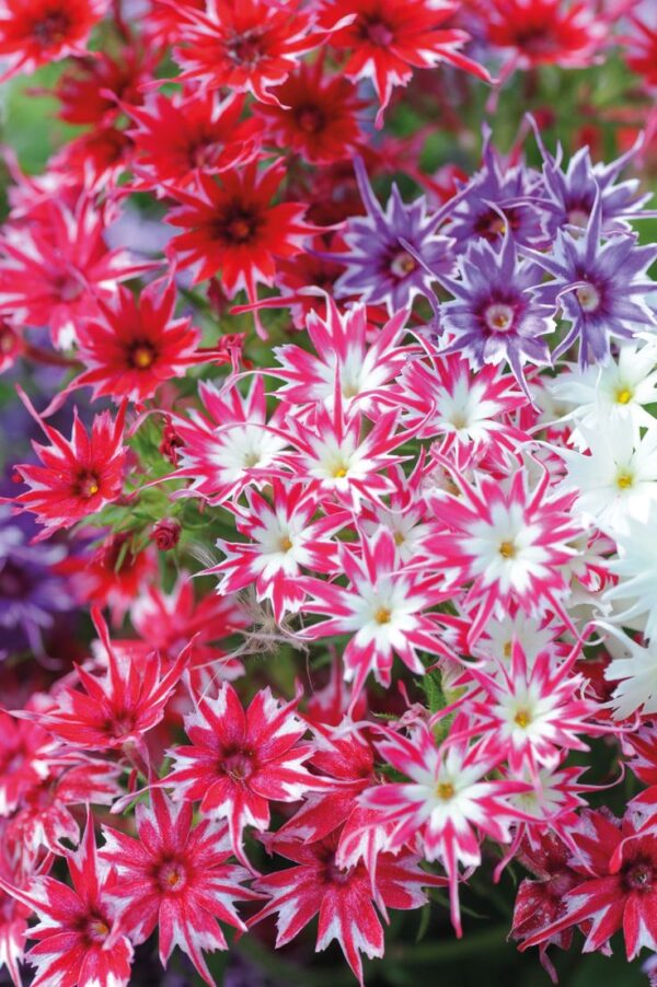 Egynyári flox- Phlox drummondii- 'Popstars mix' - Image 4