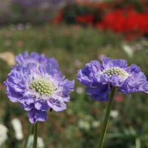 Kaukázusi ördögszem- Scabiosa caucasica- 'Perfection Blue'