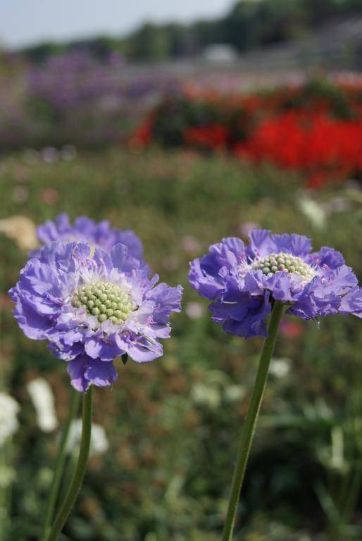 Kaukázusi ördögszem- Scabiosa caucasica- 'Perfection Blue'