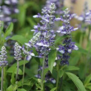 Lisztes zsálya- Salvia farinacea- 'Fairy Queen'
