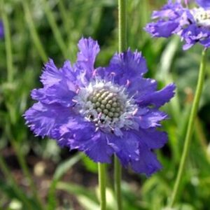 Kaukázusi ördögszem- Scabiosa caucasica- 'Fama Blue'