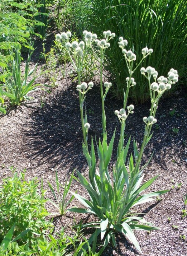 Iringó- Eryngium paniculatum-Giant Holly - Image 3