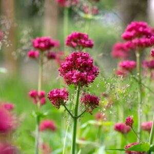 Sarkantyúvirág- Centranthus ruber- Coccineus