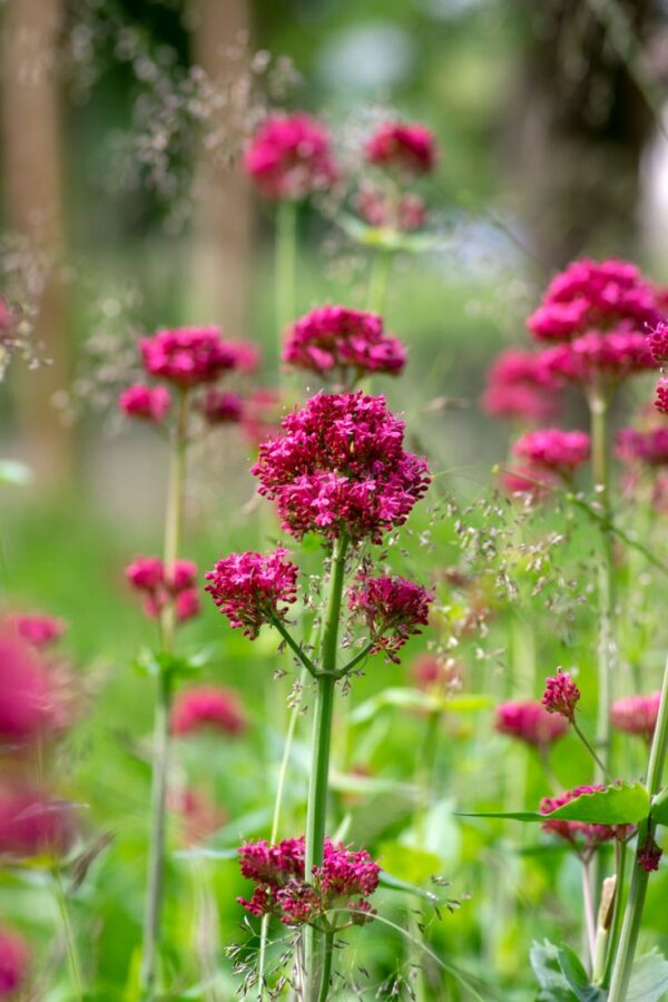 Sarkantyúvirág- Centranthus ruber- Coccineus