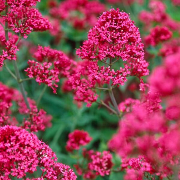 Sarkantyúvirág- Centranthus ruber- Coccineus - Image 4