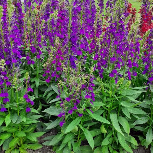 pompás lobélia- Lobelia speciosa- 'Starship blue' - Image 4