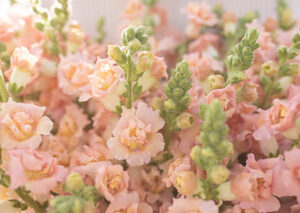 Tátika- Antirrhinum majus- 'Snapstar champagne'