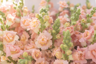 Tátika- Antirrhinum majus- 'Snapstar champagne'