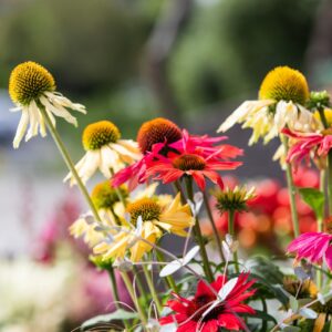 Kasvirág- Echinacea purpurea- 'Pollynation mix'