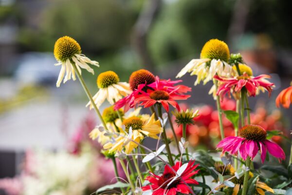 Kasvirág- Echinacea purpurea- 'Pollynation mix'