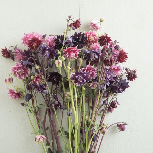 Harangláb- Aquilegia Vulgaris-' Barlow Mix' - Image 2