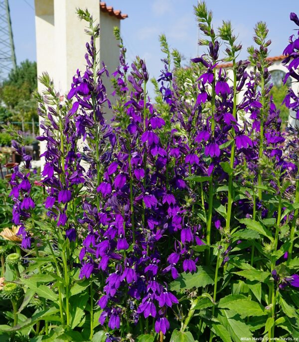 pompás lobélia- Lobelia speciosa- 'Starship blue'