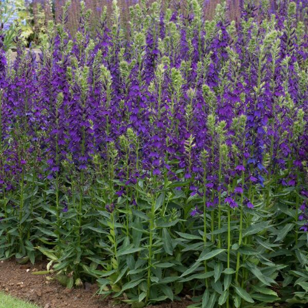 pompás lobélia- Lobelia speciosa- 'Starship blue' - Image 3