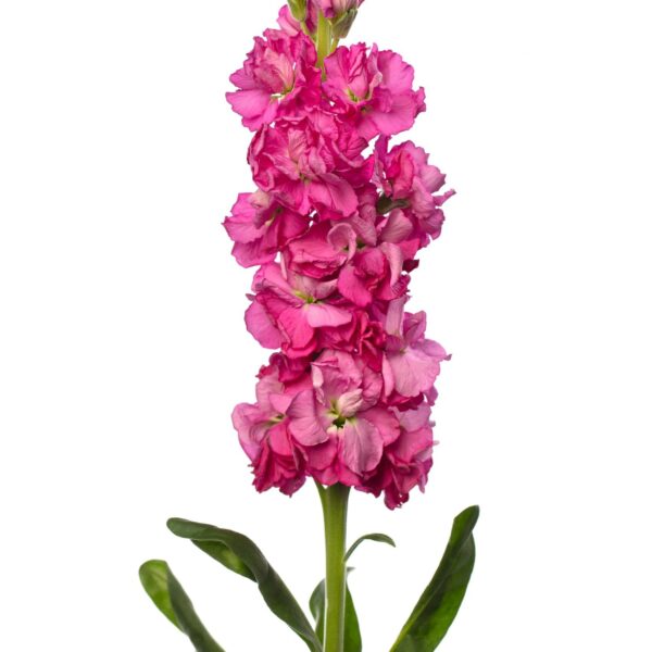 Nyári viola- Matthiola incana- 'Early Iron Rose Pink'