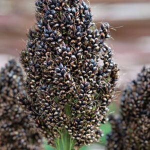 Fekete cirok- Sorghum nigricans