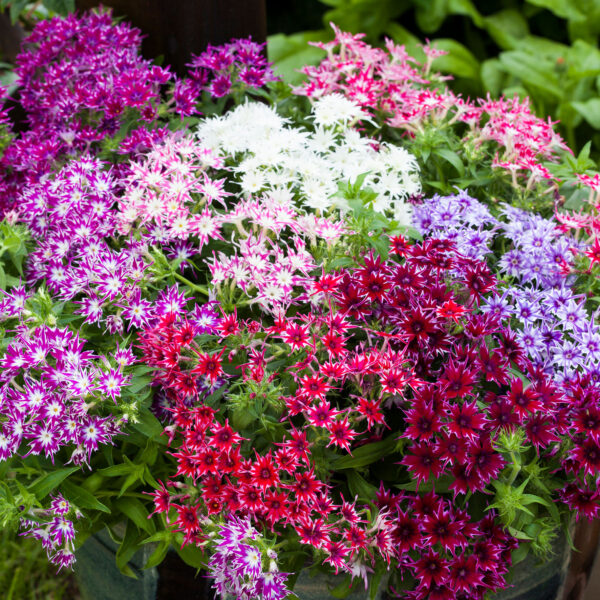 Egynyári flox- Phlox drummondii- 'Popstars mix' - Image 3