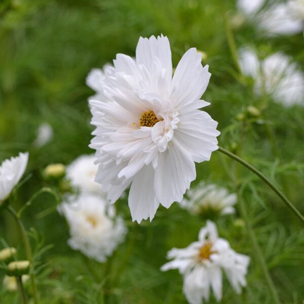 Pillangóvirág- Cosmos bipinnatus- Double Click Snowpuff - Image 2