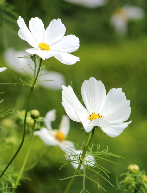 Pillangóvirág- Cosmos bipinnatus- Candyfloss white