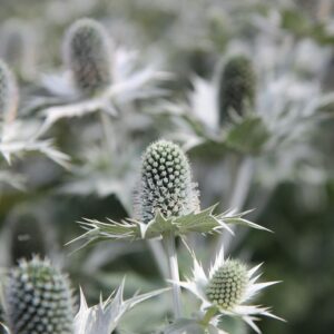 Iringó- Eryngium planum- 'Silver'