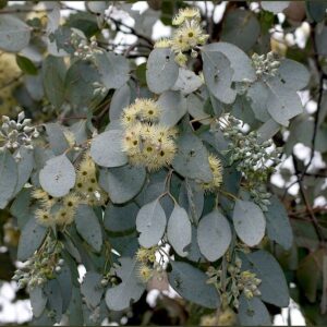 Eukaliptusz- Eucalyptus Melanopholia