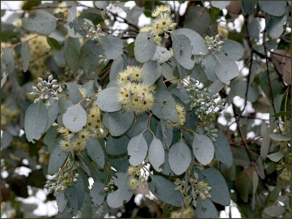 Eukaliptusz- Eucalyptus Melanopholia