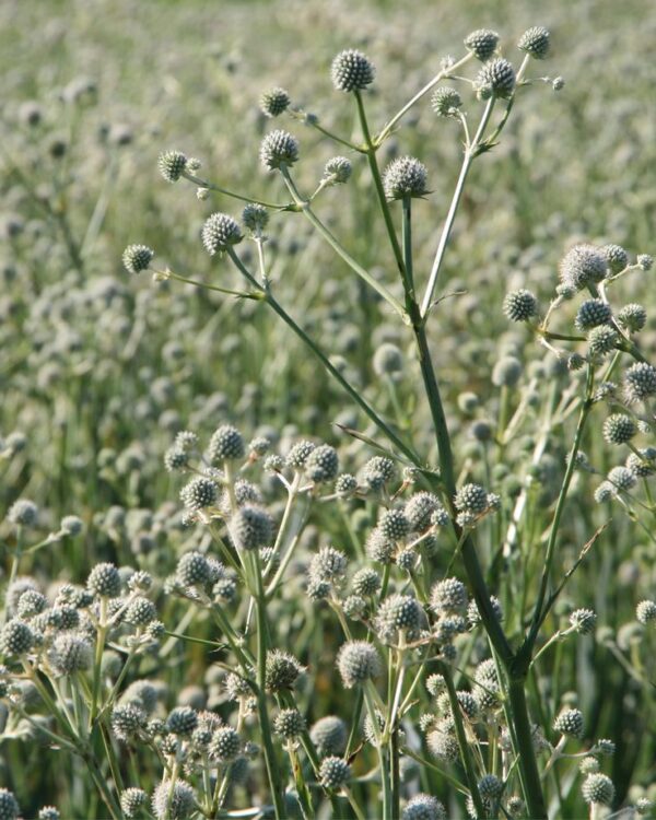 Iringó- Eryngium paniculatum-Giant Holly - Image 2