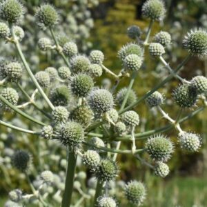 Iringó- Eryngium paniculatum-Giant Holly