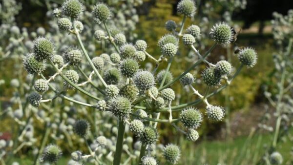 Iringó- Eryngium paniculatum-Giant Holly