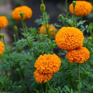Bársonyvirág (büdöske)- Tagetes erecta - 'Xochi Orange'