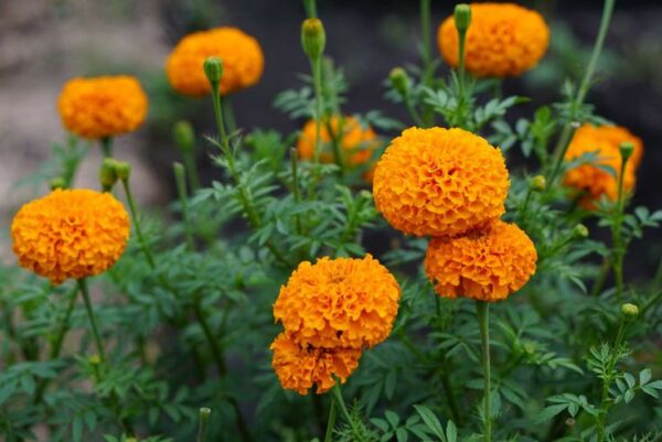 Bársonyvirág (büdöske)- Tagetes erecta - 'Xochi Orange'