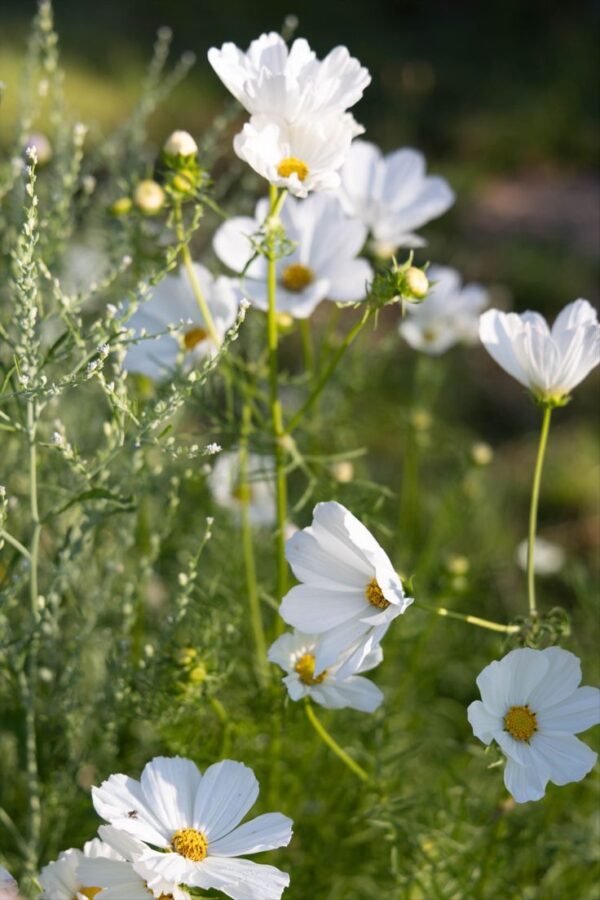 Pillangóvirág- Cosmos bipinnatus- Candyfloss white - Image 3