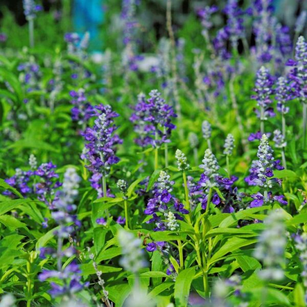 Lisztes zsálya- Salvia farinacea- 'Fairy Queen' - Image 3