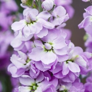 Nyári viola- Matthiola incana- 'Lilac Lavender'