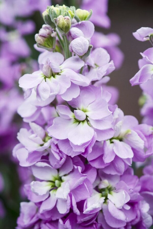 Nyári viola- Matthiola incana- 'Lilac Lavender'
