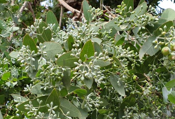 Eukaliptusz- Eucalyptus Melanopholia - Image 2