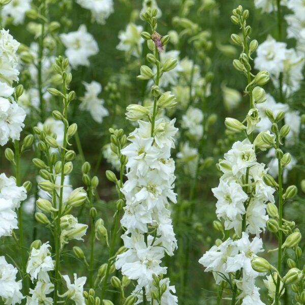 Egynyári szarkaláb- Delphinium Consolida imperialis - White Spire - Image 2