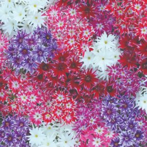 Egynyári flox- Phlox drummondii- 'Popstars mix'