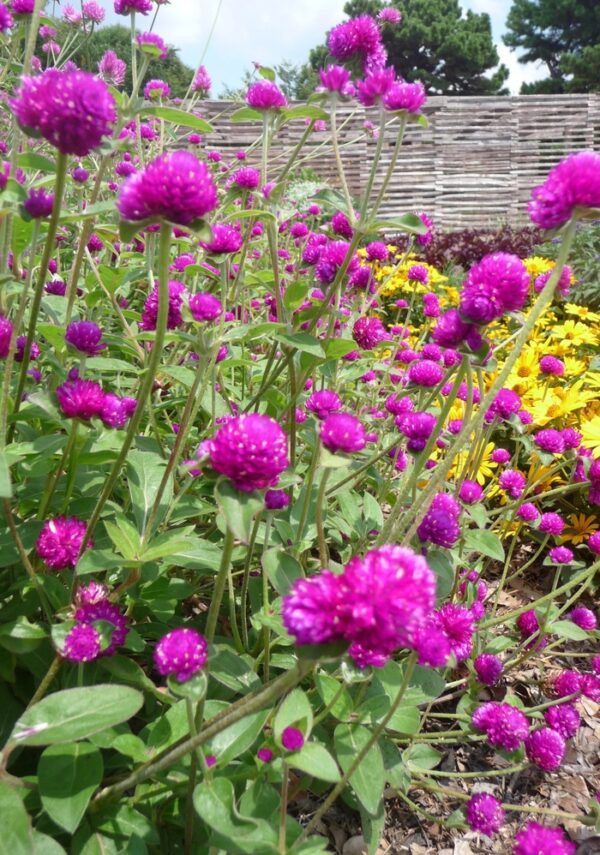 Bíborka- Gomphrena globosa- 'Purple' - Image 2