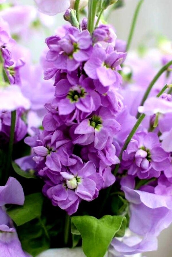 Nyári viola- Matthiola incana- 'Lilac Lavender' - Image 2