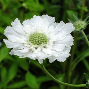 Kaukázusi ördögszem- Scabiosa caucasica- 'Fama White'