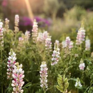 Csillagfürt- Lupinus elegans- Pink Fairy