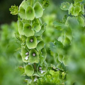 Kagylóvirág-Írország harangja- Moluccella Laevis