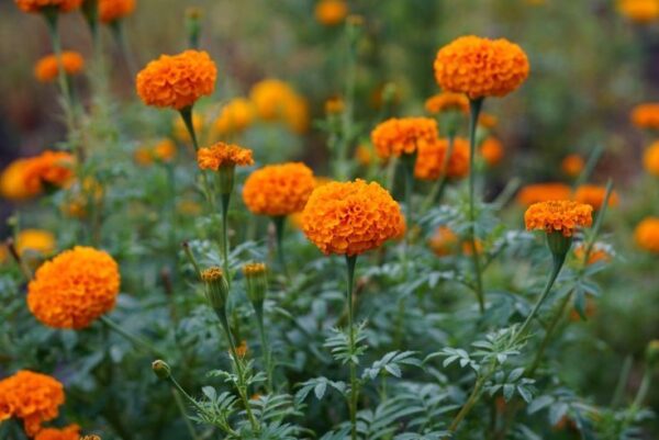Bársonyvirág (büdöske)- Tagetes erecta - 'Xochi Orange' - Image 3