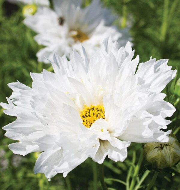 Pillangóvirág- Cosmos bipinnatus- Double Click Snowpuff